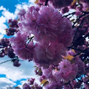 Meet your Posher, Maeve